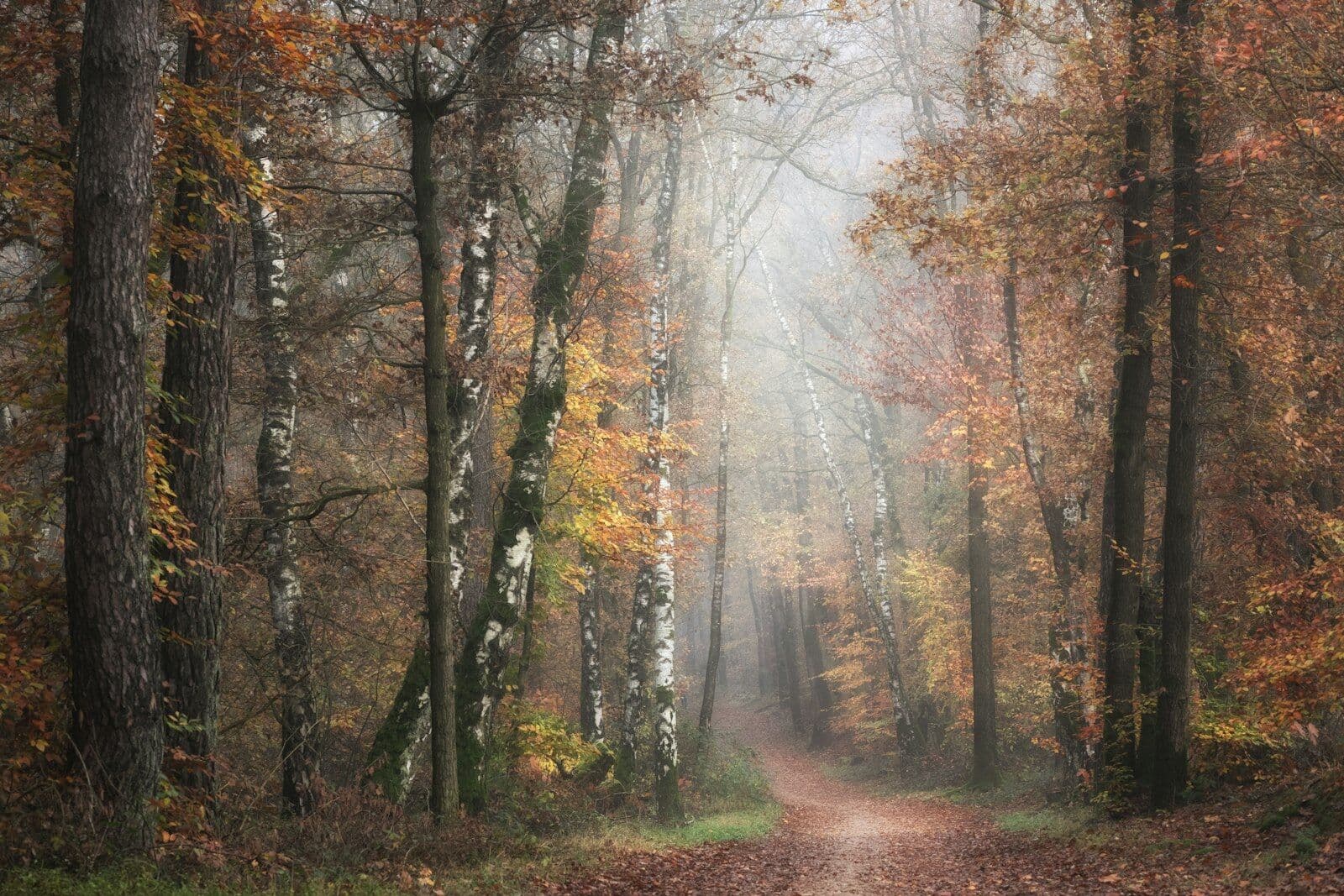 Waldweg im Herbstnebel